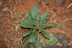 Elytraria acaulis